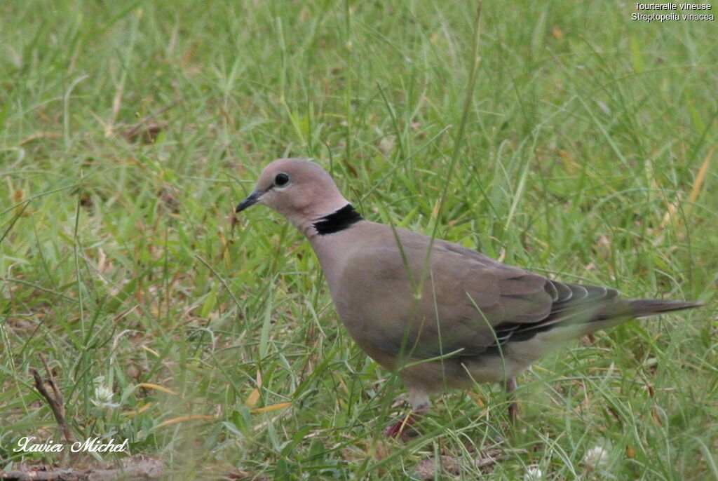 Vinaceous Dove