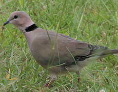 Vinaceous Dove