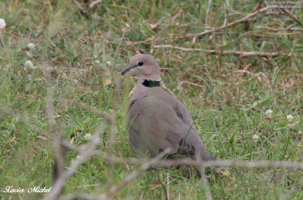 Vinaceous Dove