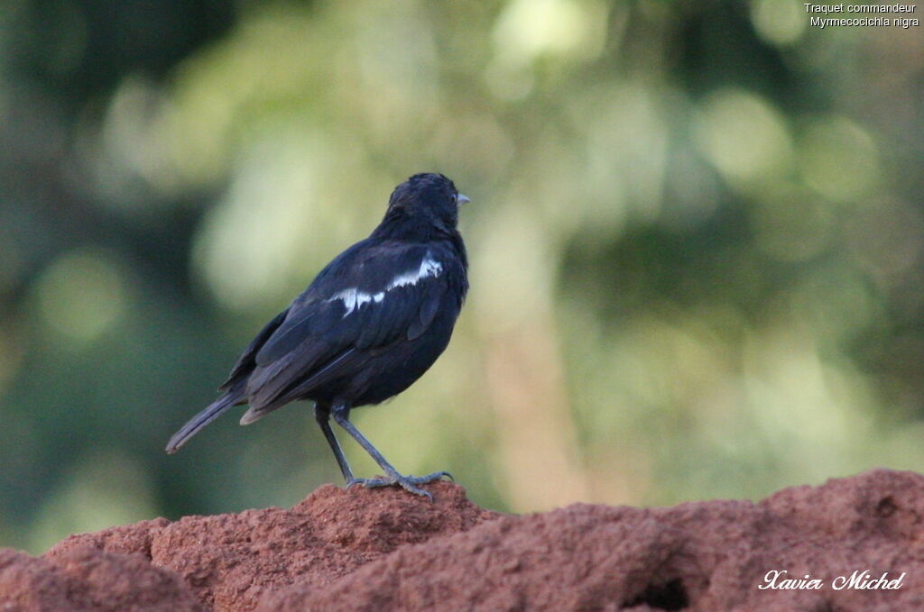 Sooty Chat