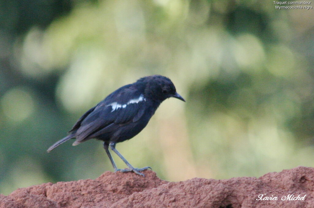 Sooty Chat