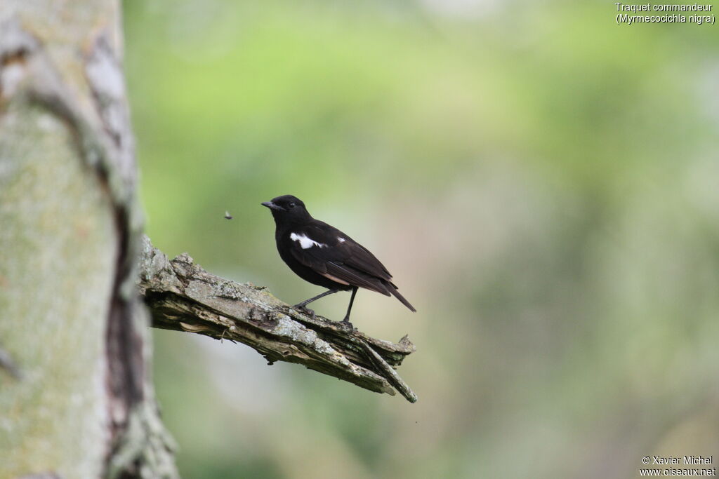 Sooty Chat male, identification