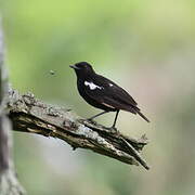 Sooty Chat