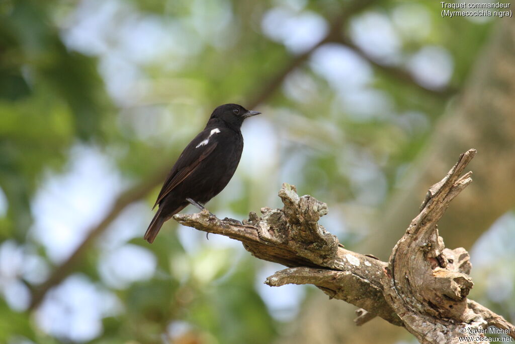 Sooty Chat male adult