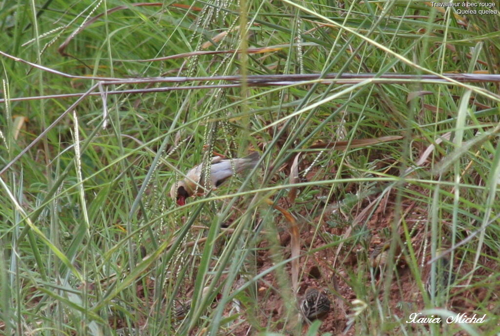 Red-billed Quelea male