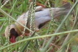 Red-billed Quelea