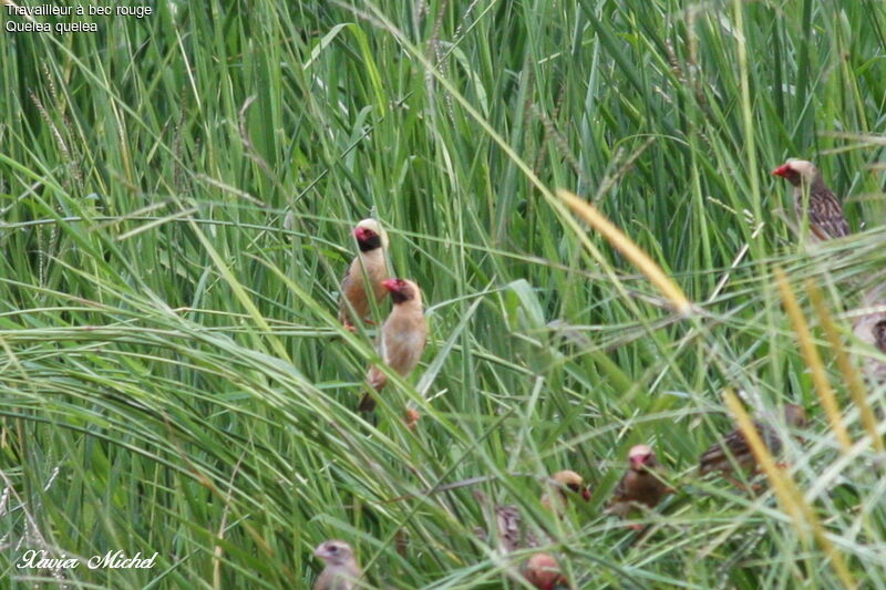 Red-billed Quelea male