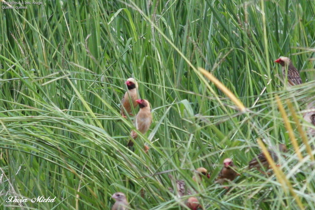 Red-billed Quelea male