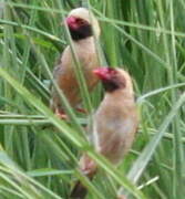 Red-billed Quelea