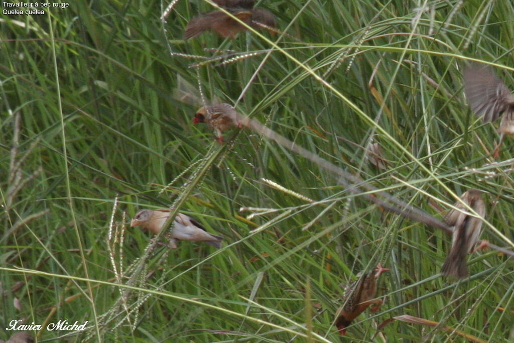 Red-billed Quelea 