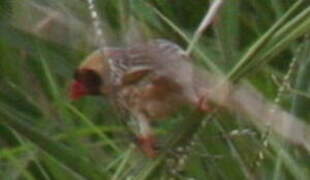 Red-billed Quelea