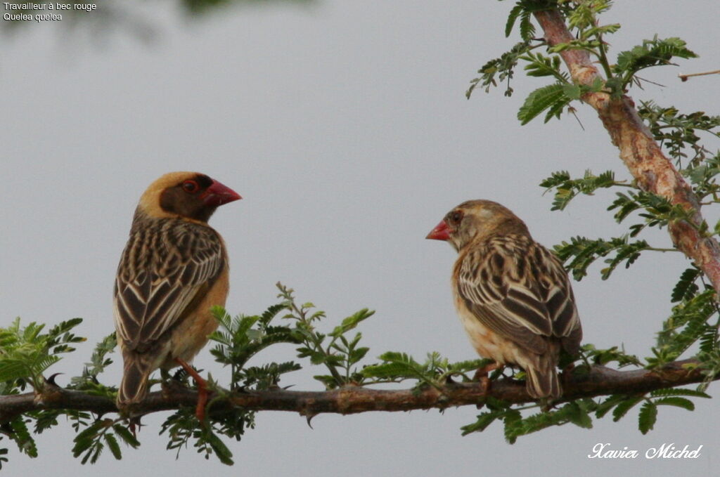 Red-billed Quelea 