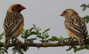 Red-billed Quelea