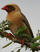 Red-billed Quelea