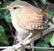 Eurasian Wren