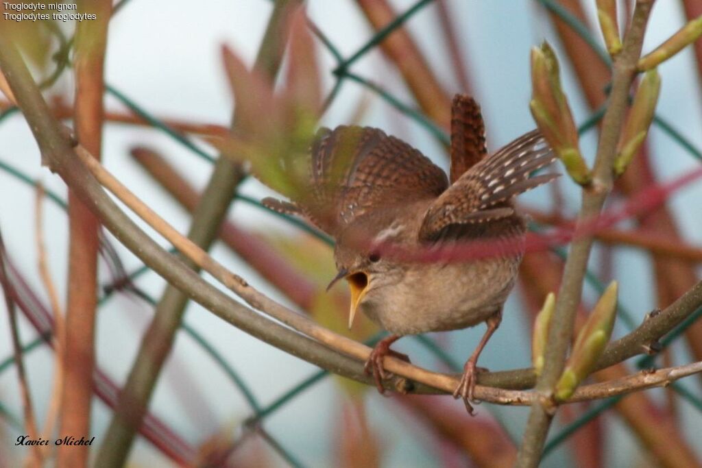 Eurasian Wrenadult breeding