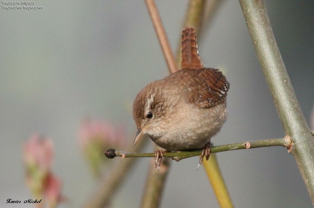 Eurasian Wrenadult breeding