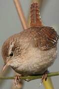 Eurasian Wren