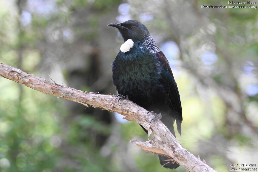 Tui