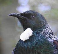 Tui