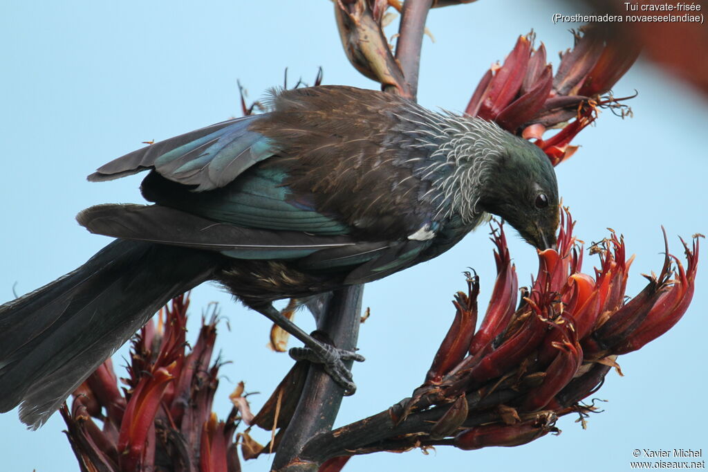 Tui