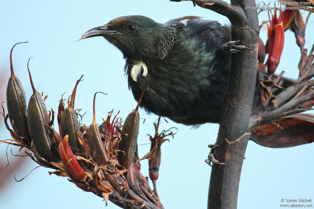 Tui