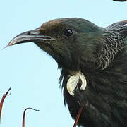 Tui