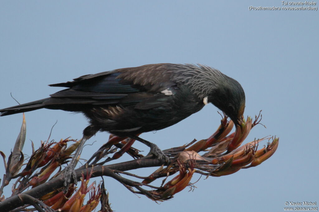 Tui