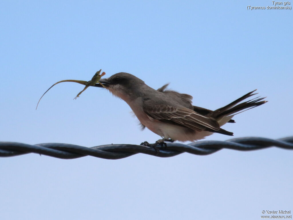 Grey Kingbirdadult, feeding habits, fishing/hunting, eats