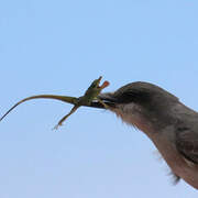 Grey Kingbird