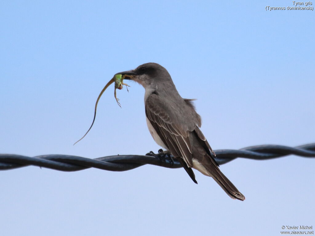 Grey Kingbirdadult, feeding habits, fishing/hunting, eats