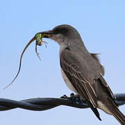 Grey Kingbird