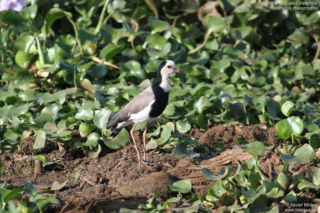 Long-toed Lapwing