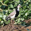 Vanneau à ailes blanches