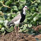 Vanneau à ailes blanches