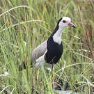 Vanneau à ailes blanches