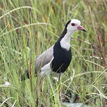 Vanneau à ailes blanches