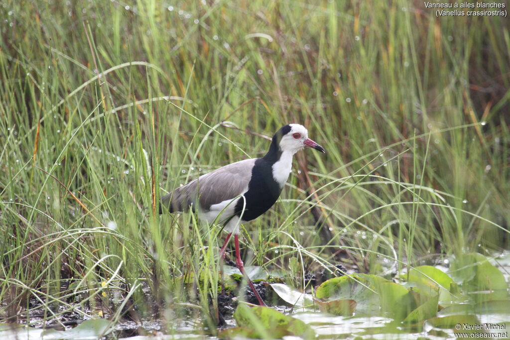 Vanneau à ailes blanches