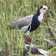 Long-toed Lapwing