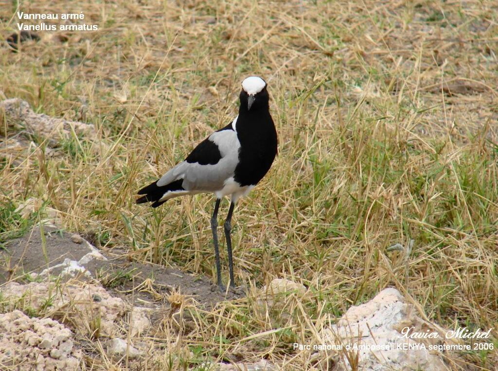 Blacksmith Lapwing