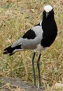 Blacksmith Lapwing