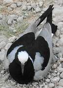 Blacksmith Lapwing