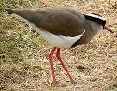 Crowned Lapwing