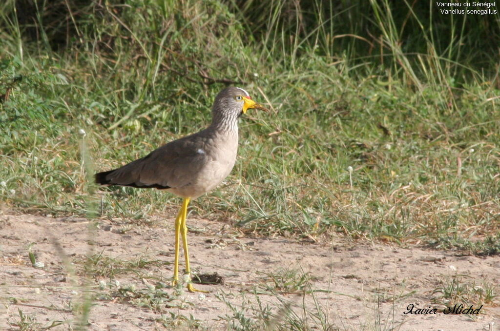 African Wattled Lapwing