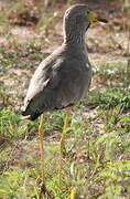 African Wattled Lapwing