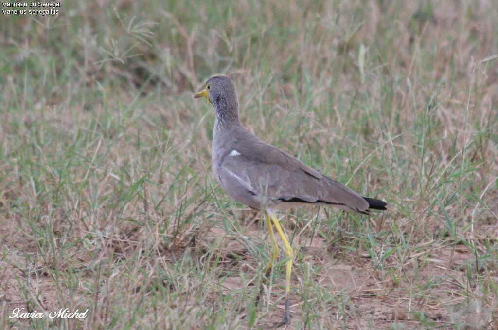 Vanneau du Sénégal