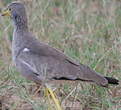 Vanneau du Sénégal