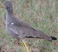 African Wattled Lapwing