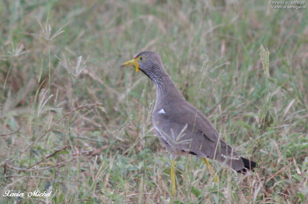 African Wattled Lapwing