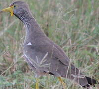 African Wattled Lapwing